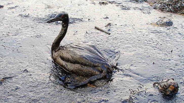 effects of oil spills on birds