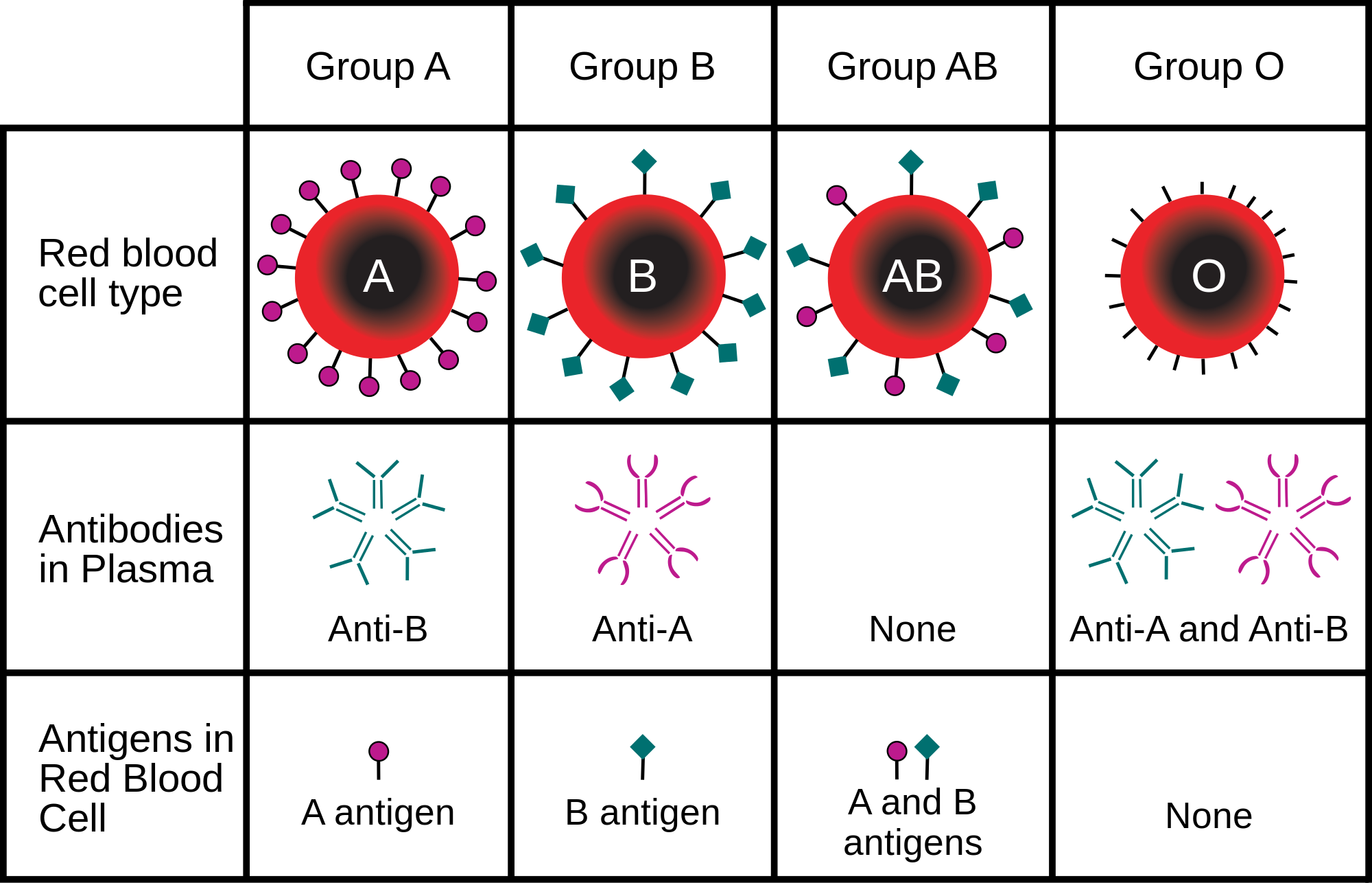 Antigen and antibody relationship between different blood group