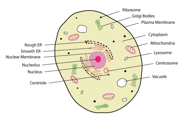 eukaryotic cell model