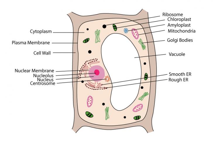 A Welllabelled Diagram Of Animal Cell With Explanation