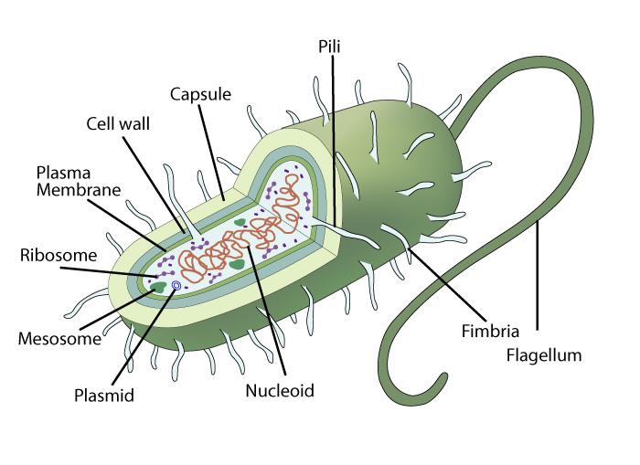 prokaryotic reproduction